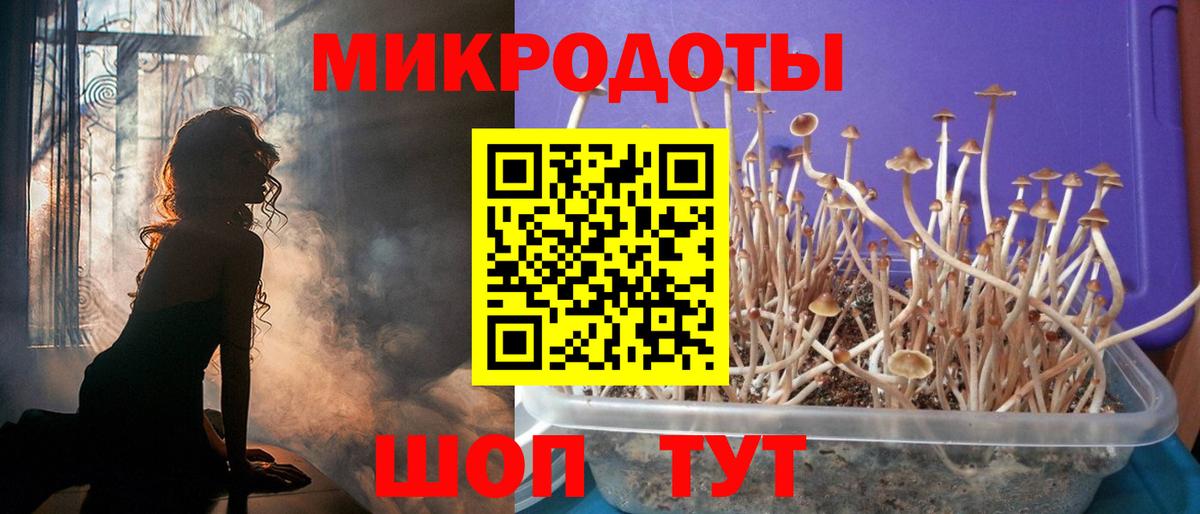 Псилоцибиновые грибы мицелий Урус-Мартан